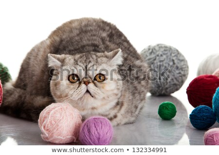 Stock fotó: Exotic Shorthair Cat Cat With Balls Of Threads