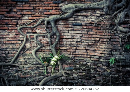 Stock foto: Ancient Brick Wall With Growing Banyan Tree Roots