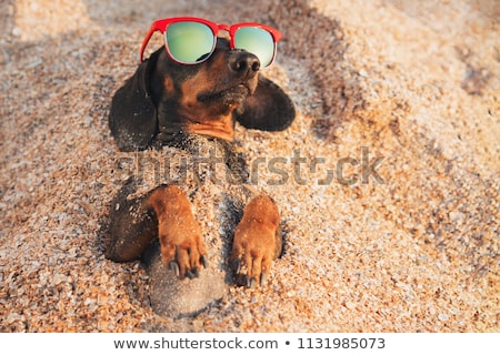 [[stock_photo]]: Dog Summer Beach