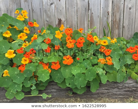 Zdjęcia stock: Edible Tropaeolum Majus Leaves Nasturtium Leaf