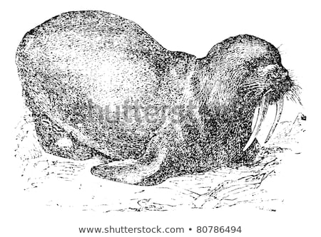 Stok fotoğraf: Walrus Or Sea Horse Vintage Engraving