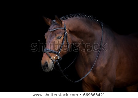 Foto stock: Bay Stallion Portrait Isolated On Black