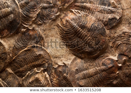 Foto stock: Trilobite Fossil