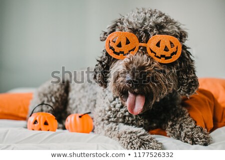 [[stock_photo]]: Devil Dog For Halloween With Owner