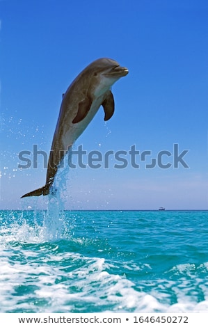 Foto stock: Dolphins Playing