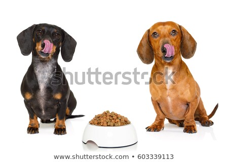 [[stock_photo]]: Couple Of Hungry Dachshund With Treat