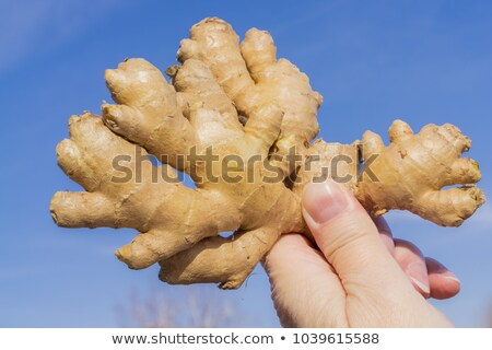 Foto stock: Holding Ginger Root Isolated On White Background