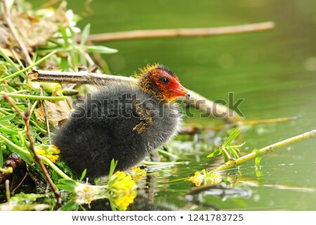 Foto d'archivio: Common Eurasian Coot Young Chick Near The Nest