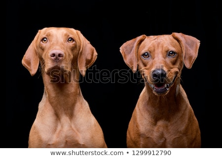 Stock photo: Studio Shot Of An Adorable Hungarian Vizsla