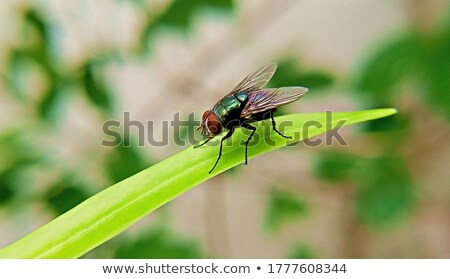 Stok fotoğraf: Housefly