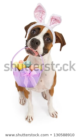 Stock foto: Dog Holding Colorful Easter Basket