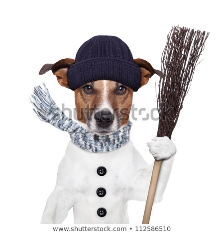 Stock foto: Rain Broom Dog