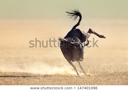 Foto stock: Blue Wildebeest Jumping Playfully Around