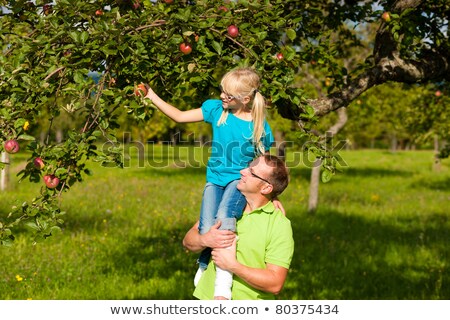 Father And Daugther Harvesting Apples Stockfoto © Kzenon
