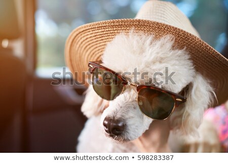 Stock photo: Curious Poodle