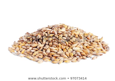 Foto d'archivio: Barley Grain Seed Full Frame