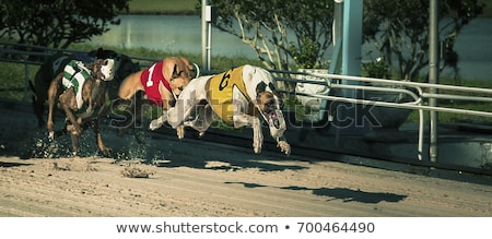 ストックフォト: Greyhound Dogs Racing