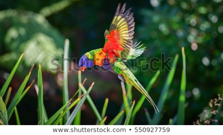 Stockfoto: Rainbow Lorikeet Trichoglossus Haematodus