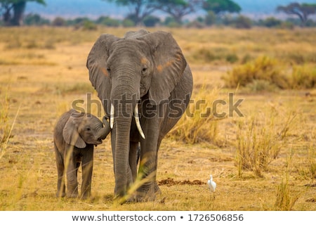Foto stock: African Elephant