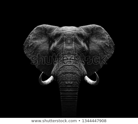 Stok fotoğraf: Elephant Portrait