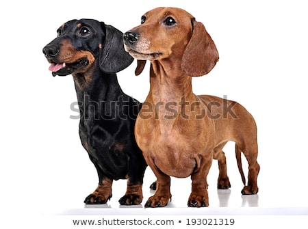 Stok fotoğraf: Two Dachshunds Staying In The White Studio Floor