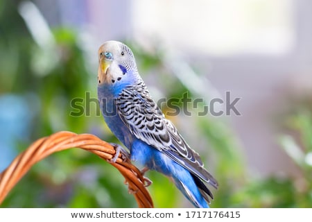 Zdjęcia stock: Iebieska · Budgie