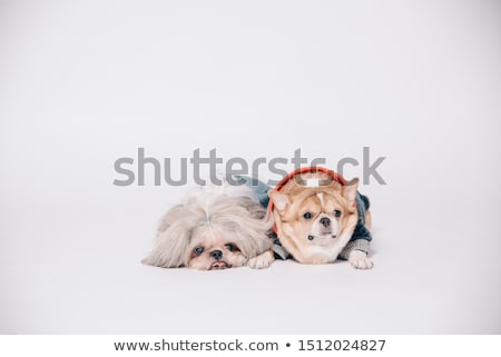 Stock photo: Shihtzu And Chihuahua