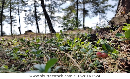 Сток-фото: Bush White Snowdrops On A Mountain Meadow