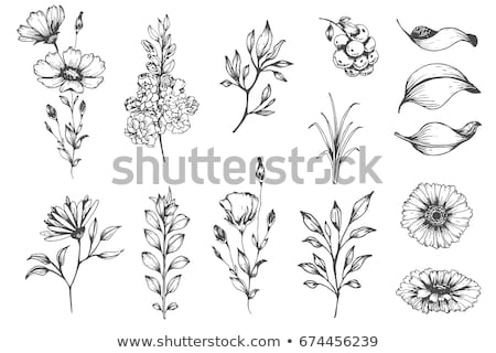 Foto stock: Set Of Branches Hand Drawn Black Ink Isolated Floral Decorative Elements Herb Silhouette Collectio
