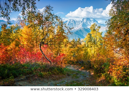 Stock foto: Autumn Landscape With Birch Forest In The Mountains Of Georgia
