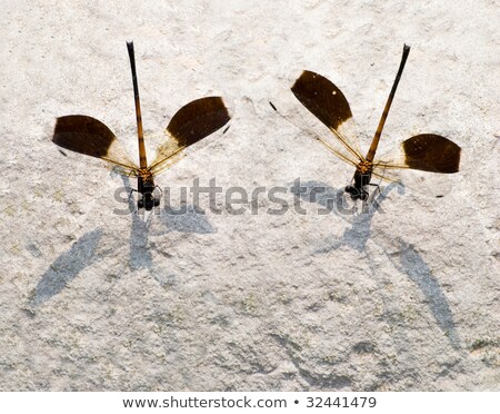 Zdjęcia stock: Two Damselfly Endemic Species