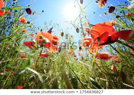 ストックフォト: Low Angle View Of Grass Field