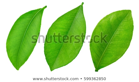 Foto stock: Three Green Leaf Of Citrus Tree