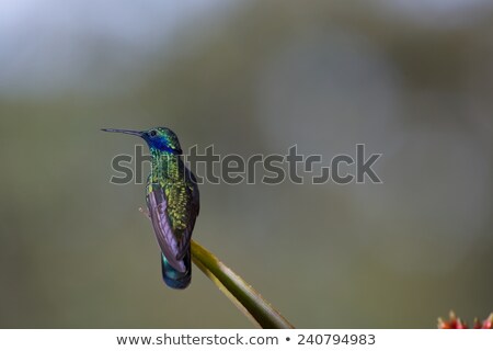 Stockfoto: Sparkling Violetear Hummingbird On A Wire