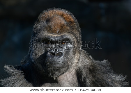 Foto stock: Gorilla