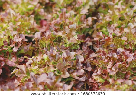 Stock photo: Red Coral Plants On Hydrophonic Farm