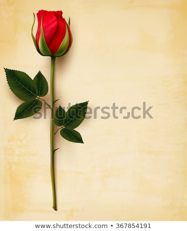 Stock photo: Old Vintage Card With A Beautiful Red Rose On Paper Background