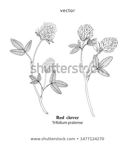 Сток-фото: Trifolium Pratense Red Clover Flower