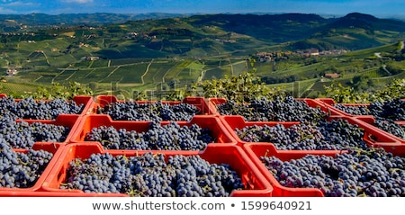 Сток-фото: Grape Harvesting In Piedmont