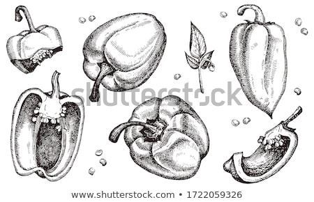 Foto stock: Drawing Paprika