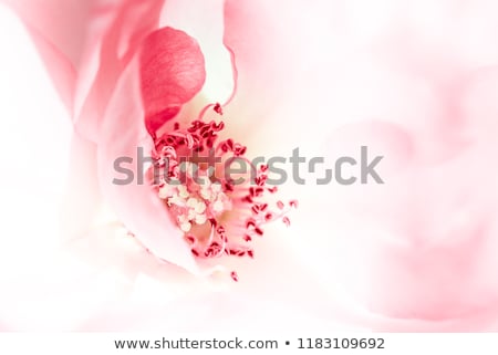 ストックフォト: Abstract Beautiful Gentle Spring Flower Background Closeup With Soft Focus Sweet Color