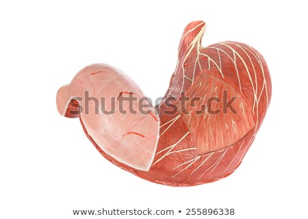 Stockfoto: Plastic Human Body Model With Organs Isolated On White Backgroun