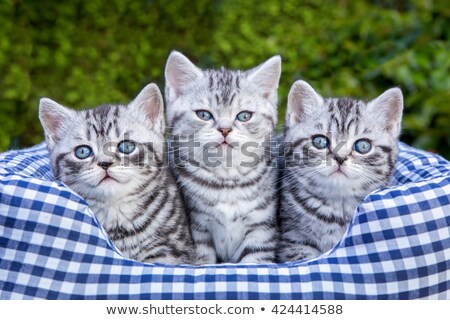 [[stock_photo]]: Three Young Silver Tabby Cats In Checkered Basket