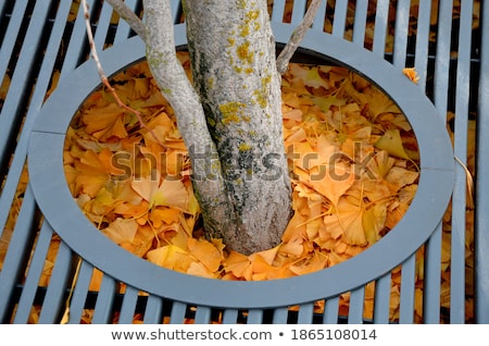 Stock fotó: Ground Around Tree Trunk Covered With Autumn Leaves