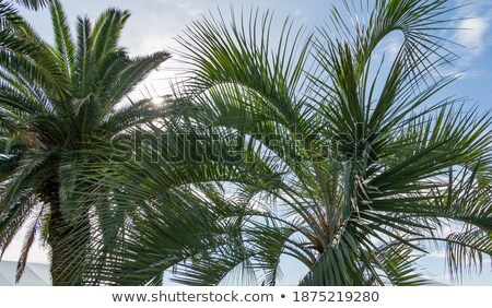 Stock foto: Palm Leaves At The Left Of The Blue Sky