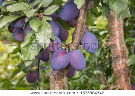 Stockfoto: Ripe Damson Plums