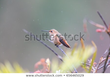 Allens Hummingbird Selasphorus Sasin Perched On A Branch In The Rain Foto stock © yhelfman