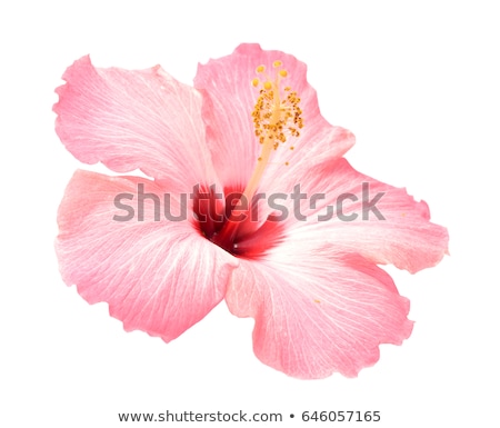 [[stock_photo]]: Hibiscus Flowers