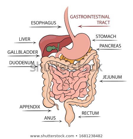 Stok fotoğraf: Diagram Of Intestine Gut Digestive System
