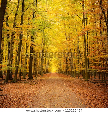 Stok fotoğraf: Road Through Fall Leaves Park